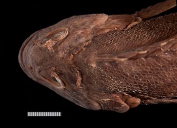 Media type: image;   Ichthyology 38006 Description: photograph;  Aspect: dorsal head